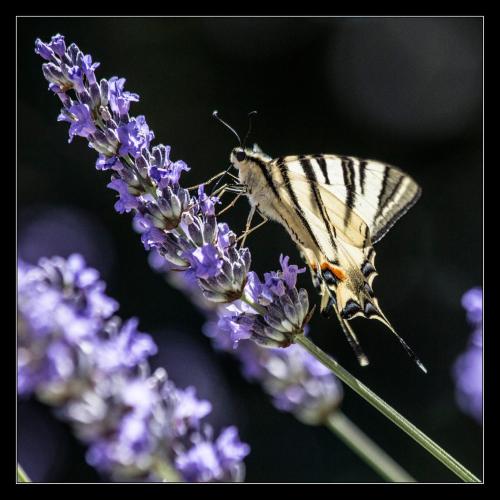 a butterfly is sitting on a purple flower at Picić Guesthouse in Luka