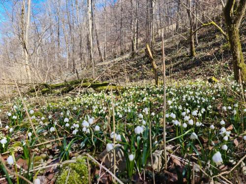 a field of white flowers in the woods at Ferienwohnung beim Imker in Hohenstein