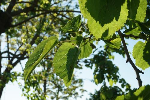 a branch of a tree with green leaves at Cascina del Gelso - b&b in Santena