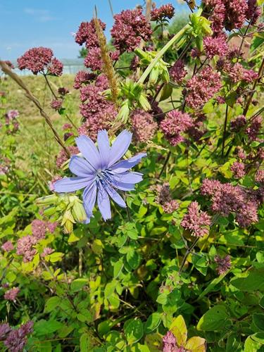Un jardín fuera de Meix Gagnard