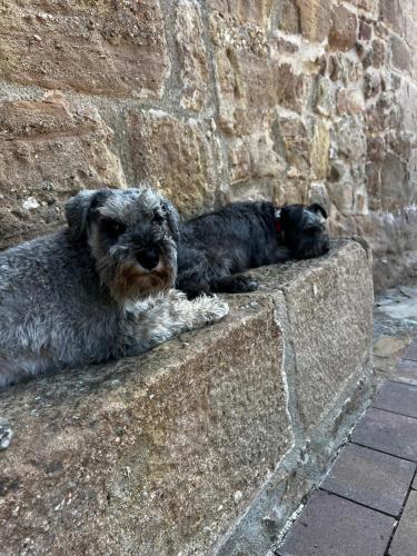 two dogs laying on top of a stone wall at El Ventador de la Torra in Lladurs