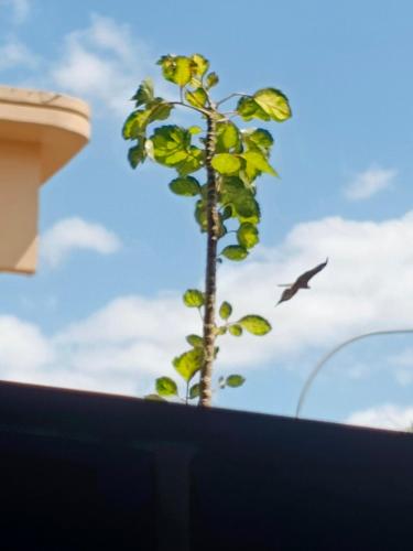 a plant with a bird flying in the sky at KIGALI QUEENs HOME AND APARTMENTS in Kigali