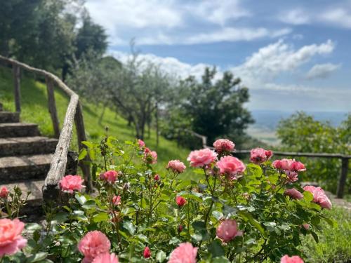 a bunch of pink flowers in a garden at Agriturismo Casa Paradiso in Cortona