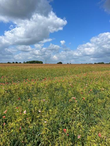 a field of flowers in a field with a cloudy sky at Farmview Bell Tent in Messing