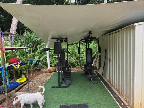 un cane che cammina davanti a una palestra di Alena Star Villa, Luxury, Position, AC and Pool a Cape Tribulation