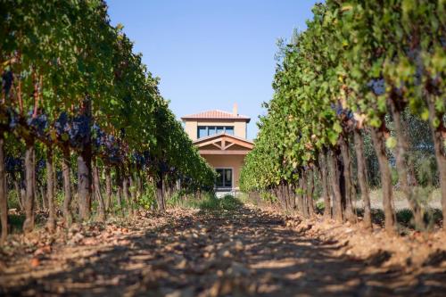 a row of trees with a house in the background at Agriturismo Tra gli Ulivi, Chiappini Winery in Bolgheri