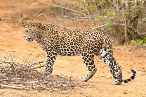 Animales en el hostal o pensión o alrededores