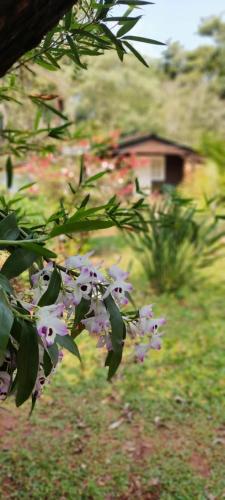 a bunch of purple flowers on a tree at YVYRA Hotel & Cabañas in La Porteña