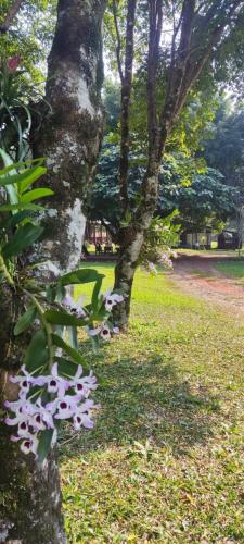 a group of trees with purple flowers in the grass at YVYRA Hotel & Cabañas in La Porteña