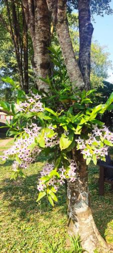 a tree with pink flowers on it next to a bench at YVYRA Hotel & Cabañas in La Porteña