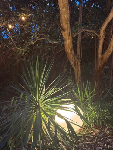 a group of plants and trees at night at Magnolia House & Gardens B&B in Clover