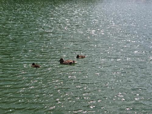 two ducks swimming in a body of water at Simply zen in Colibiţa