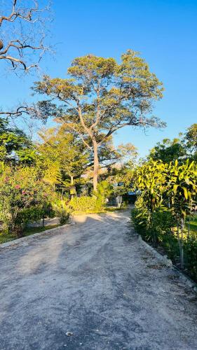 a dirt road with a large tree in the distance at Happy Forest B&B in Katima Mulilo
