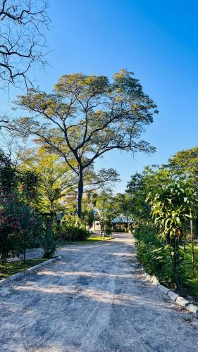 a road with a large tree in the distance at Happy Forest B&B in Katima Mulilo