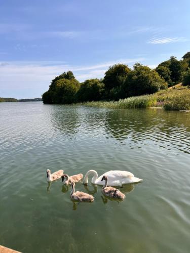 a group of swans swimming in a lake at Benslehøj in Karup