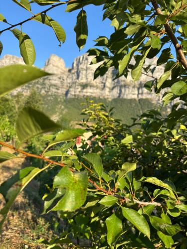 a view of a mountain through the leaves of a tree at Morfeas Guesthouse in Papigko