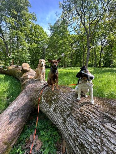 three dogs are sitting on a tree branch at Main Road Seven Vendégház in Füzérradvány