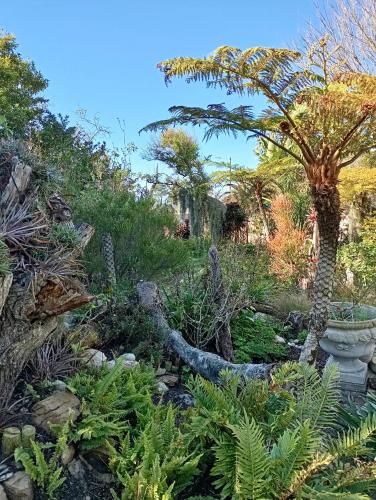 a garden of plants and trees with a tree at The Secret Garden Mossel Bay in Mossel Bay