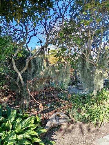 a garden with some trees and some plants at The Secret Garden Mossel Bay in Mossel Bay