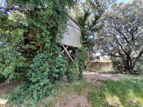 Κήπος έξω από το Cabane perchée de Lys dans les chênes verts et le micocoulier