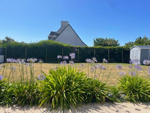 a garden with purple flowers in front of a fence at La maison Ti Billou in Santec