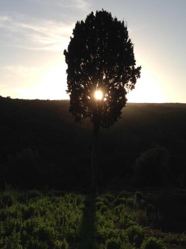 a tree in a field with the sun behind it at Agriturismo Tenuta il Molino in Gabbro