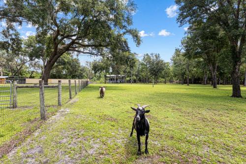 a black goat standing in a field with two horses at Private Farm with Beach Near St Johns River 