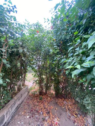 a row of apple trees in a garden at CASA da Baía by NaturAlegre in São Tomé