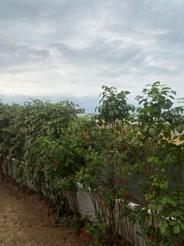 a row of tomato plants in a garden at CASA da Baía by NaturAlegre in São Tomé
