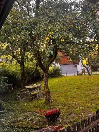 a red chicken laying in the grass under a tree at Apartma Pr'Csrlu 