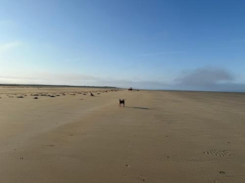 a dog standing in the middle of a beach at Beach House in Port-Bail-sur-Mer