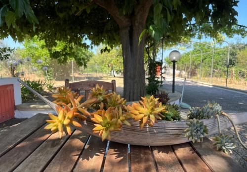 a wooden bench with flowers on it in front of a tree at Vendrisine lacco rosso 1436 in Casarano