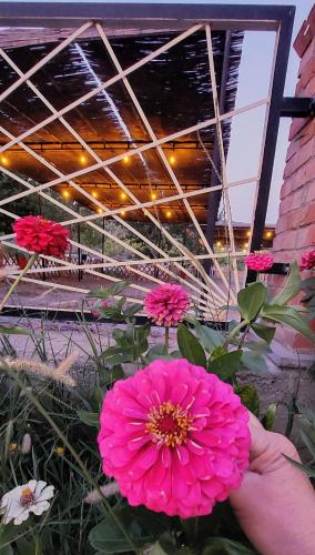 a person holding a pink flower in front of a building at Sweet Home Aria in Çorovodë
