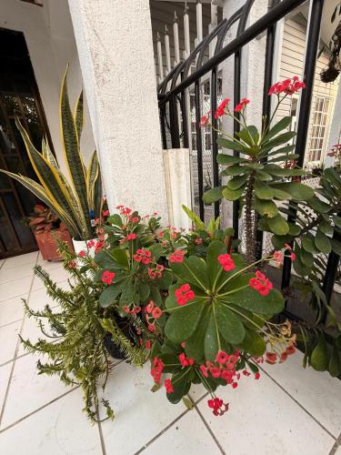 Κήπος έξω από το Apartamento Opaa