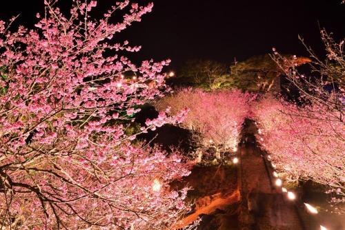a group of trees with pink flowers at night at Amesoko 747 in Amesoko