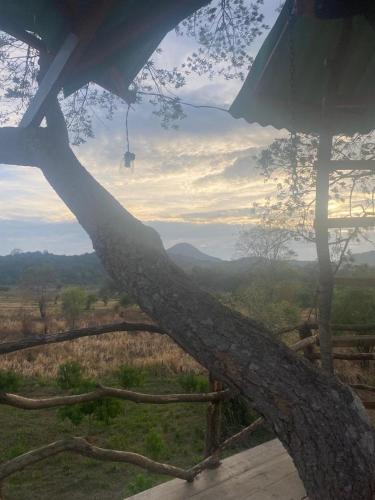 a large tree branch laying on top of a field at Exciting Tree house and 2 Chalets, Spring valley farm stay Buttala, Okkampitiya 