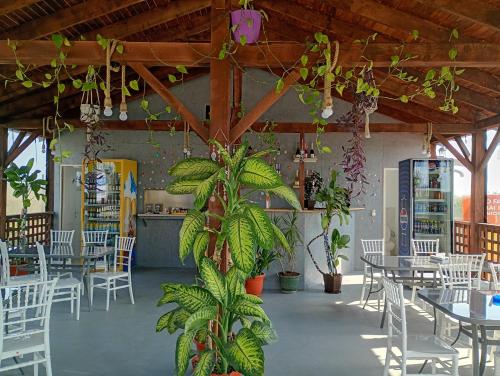 a restaurant with tables and chairs and plants at Casa din Deal in Corbu