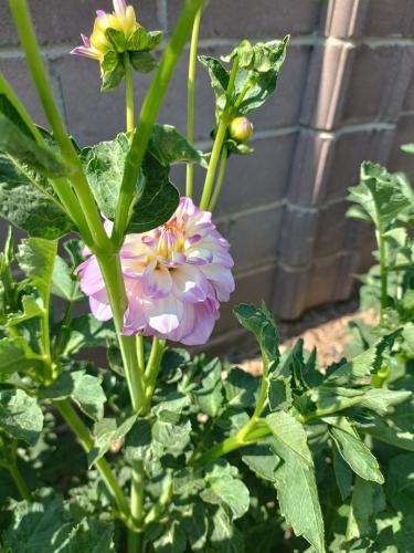 a pink flower on a plant with green leaves at Guest House South Wind in Pokrovka