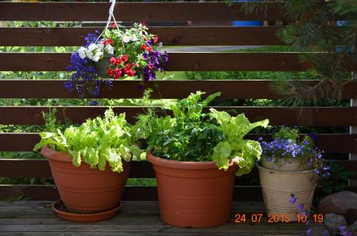 three pots of flowers and plants on a wooden bench at Vingi Apartment 12 in Pärnu