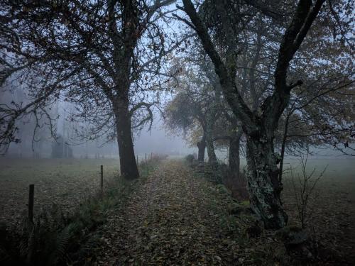 a misty path through a forest with trees on a foggymbermbermber at Beautiful Idhult 2 in Aneby