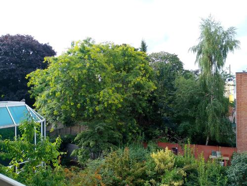 a garden with a large tree in a yard at Luxurious 2 bedroom appartment in Antwerp