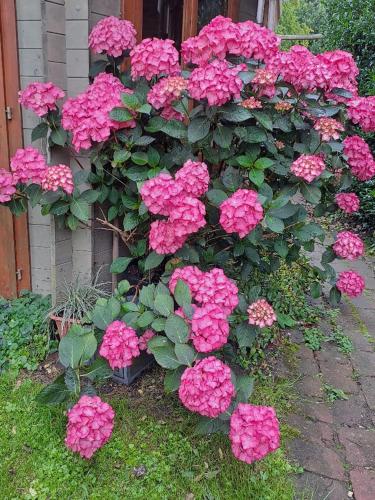 a bunch of pink flowers in front of a house at Ferienwohnung Gitta in Helmstorf