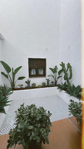 a room with potted plants and a window at La morada de Rosafina in Frigiliana