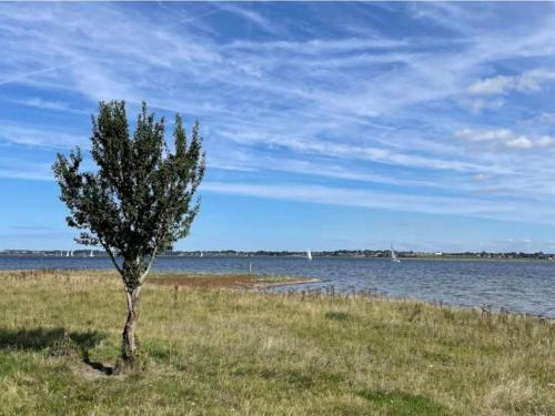 a tree in a field next to a body of water at 4 person holiday home in Skibby in Skibby