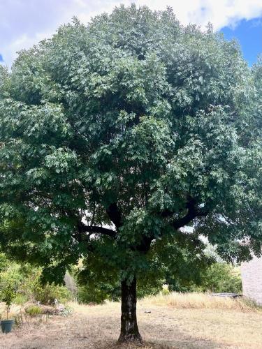 a large tree in the middle of a field at Gîte La Vésarnie in Montaigu-de-Quercy