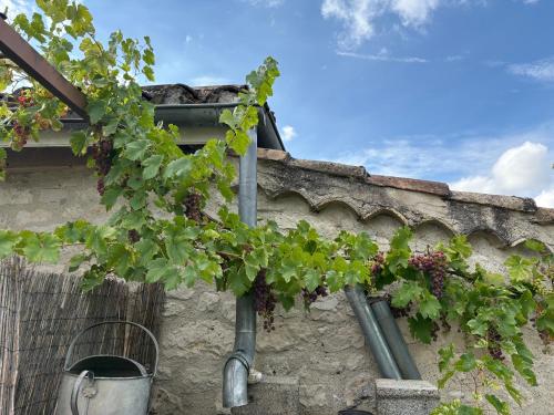 a bunch of grapes hanging off the side of a building at Gîte La Vésarnie in Montaigu-de-Quercy