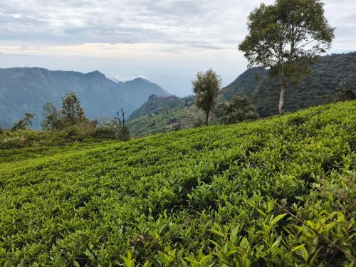a tea plantation on a hill with mountains in the background at HIGHLAND Hills in Coonoor