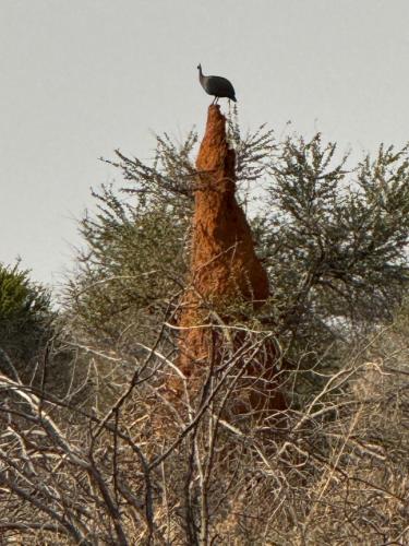 Gallery image of Big Cats Namibia Farmstay & Tours in Outjo