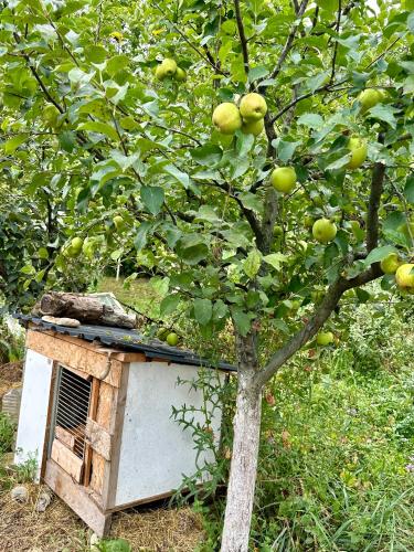 a bird house sitting under an apple tree at The Secret Garden House in Ijevan