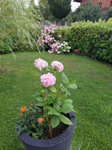 a flower pot with pink flowers in a yard at Appartement Wintergarten in Seenähe 